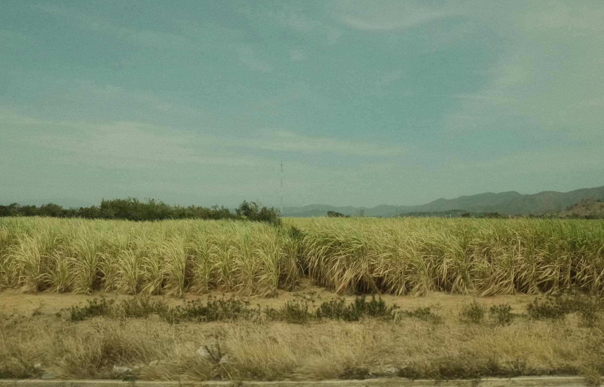 Sugar mill with bagasse